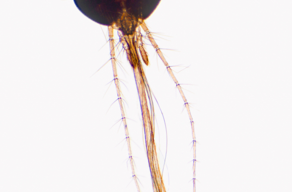 Tête d'insecte - type piqueur - Moustique femelle x7